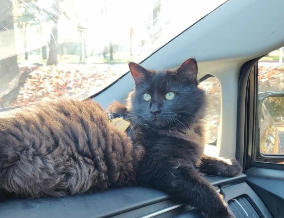 Nova